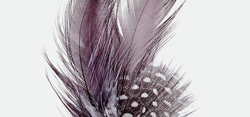 Brixton Unisex Brixton Hat Feather - Burnt Henna/Black | Main